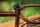 Rahmenset - Kona - Unit - Gloss Metallic Gold